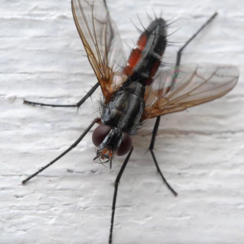 Réf. 287 699 : Mintho rufiventris